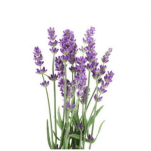 Lavendel-BIO.png